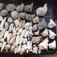 Tray displaying a variety of sea shells including conch, olive, cockle types laid out on a black surface showing size and shape variety.