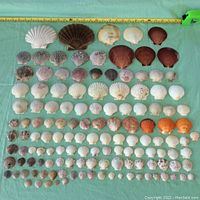Wide view of the entire shell collection laid out on a green cloth with ruler for size reference