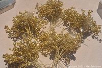 Top-down view showing multiple 14-inch decorative stems with gold and silver ball clusters arranged in a fan shape on a light outdoor surface.