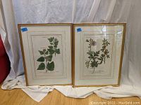 Pair of framed antique botanical colored prints set against white cloth background, both in gold-tone frames showing detailed floral illustrations.