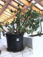 Full view of large jade plant in black plastic pot located indoors with wooden ceiling.