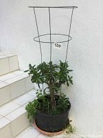 Full view of the potted jade plant showing the black plastic pot, the leafy jade plant, support stake, and the tray underneath.
