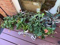 Collection of 15 assorted green houseplants in various pots including self-watering and decorative pots, displayed together on a deck.
