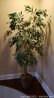 Full shot of the 70-inch artificial ficus silk tree in a textured pot against a beige wall.
