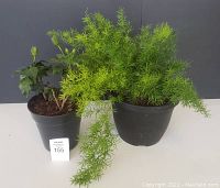 Both potted plants together showing size and foliage differences.