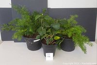 Photo showing two Asparagus Fern plants and one Hibiscus plant in their black plastic pots against a gray backdrop.