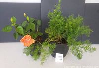 Two medium-sized living plants; Hibiscus with orange flower and Asparagus Fern in larger pot