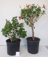Both hibiscus plants together showing full height and form, set against a plain white background.