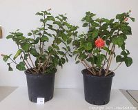 Two large potted Hibiscus shrub plants side by side with green leaves and one visible orange bloom.