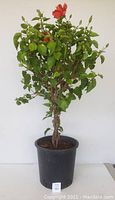 Front view of large hibiscus tree with braided trunk, green leaves, and red flowers in black pot.