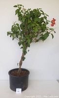 Full view of the hibiscus tree showing the tall plant with glossy green leaves and some red flowers, planted in a black pot