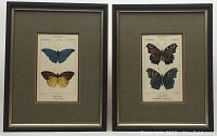Pair of antique butterfly color engravings in frames, showing all art and frame details.