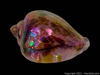 Iridescent pink carnival glass shell close-up showing reflective, glossy surface and color variation under different lighting.