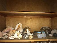 Wide shot of wooden shelf with shells and geodes arranged in a row
