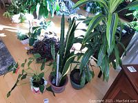 Photo of three potted plants arranged on hardwood floor: tall Sansevieria, Dracaena, and flowering Anthurium