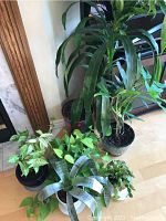 Wide shot of six potted plants; tallest plant is approximately 58 inches tall, small and large plants in decorative pots on a light wooden floor near a fireplace.