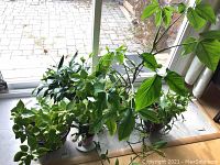 Top-down view of five potted plants arranged in front of a window showing various leaf types and sizes