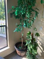 Artificial ficus tree in black plastic pot, showing trunk and green leaves, positioned near a window.