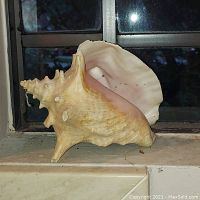 Large beige conch-style sea shell with pink interior sitting on window ledge