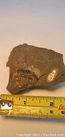 Close-up photo showing the trilobite fossil partially embedded in the stone with a measuring tape in inches for scale, about 2.5 inches long.
