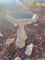 Side view of concrete bird bath in garden showing scalloped edge and pedestal with carved details.