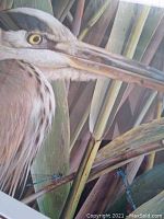 Close-up detail of the heron's head among reeds and dragonflies