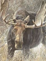 Close-up of bull moose head and antlers in the print