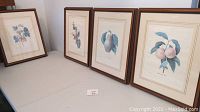 Set of four framed botanical prints on a table, each showing different fruit illustrations with wood-toned frames.