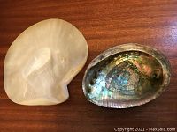 Top view of abalone shell with iridescent interior and mother of pearl shell with smooth white surface.