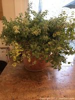 Full front view of large terracotta clay pot filled with lush oregano, thyme, and rosemary herb plants on wooden table with neutral background.
