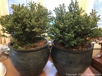 Two potted boxwood plants side by side on table, full view