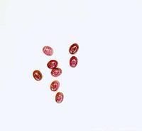 Eight oval pink opal cabochon gemstones displayed on a white background.