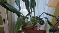 Front view of six house plants including broad-leaf snake plants and smaller succulents in various pots on a wooden surface near a window with white curtain backdrop.