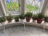 White curved wooden bench with 8 aloe vera plants in pots placed on it, positioned by bay windows.