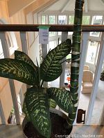 Close-up of tall plant with thick variegated stems and large green and cream leaves in a white pot.