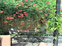 Table and two chairs set up outdoors under vines