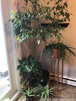 Corner overview showing all five potted plants and both stands