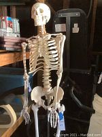 Front view of off-white plastic skeleton model mounted on metal rod stand