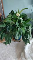 Full view of a Peace Lily plant with large healthy green leaves and white flowers in a planter on carpeted floor.