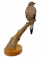 Front view of wooden mourning dove decoy by William Janelle on driftwood branch mounted to circular wooden base