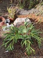Overhead view of large staghorn fern on ground next to wooden board and potted plants.