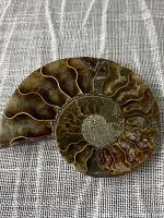 Close-up of brown and green iridescent ammonite fossil sliced to show spiral chambers on grey fabric background