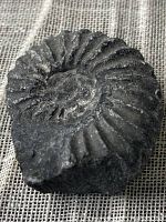 Top view showing coiled ammonite shell with ribbed pattern and an embedded section
