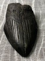 Front side of the Megalodon tooth fossil showing detailed vertical ridges, broad triangular shape, dark coloration, and texture.