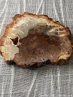 Polished petrified wood piece showing the natural mineralization with hues of brown and cream, detail of texture and fossilized wood grain.