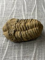 Top and side views of the trilobite fossil on a beige woven fabric background, showing segmented exoskeleton and detailed texture.