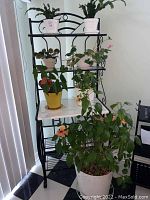 View of the full black metal plant stand with seven live plants in assorted planters arranged on shelves.