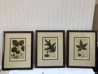 Three framed botanical leaf prints arranged side by side against a white paneled wall.