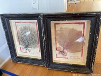 Two vintage Italian marine art pieces with pressed coral in distressed black shadow box frames side-by-side.