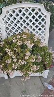Full view of the jade plant displaying abundant small white flowers in a white lattice outdoor planter with lattice back panel and solid base.